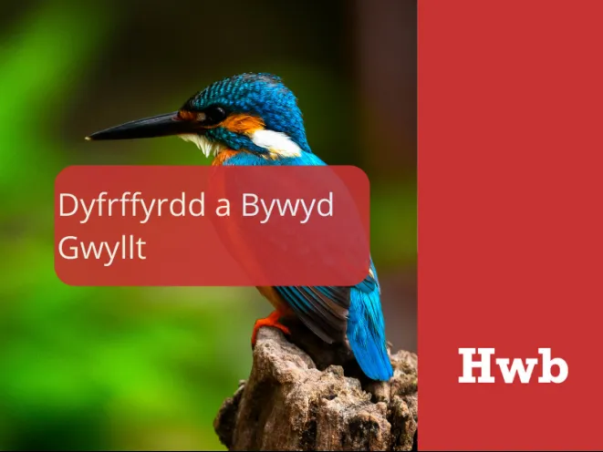 mán-lun dyfrffyrdd a bywyd gwyllt